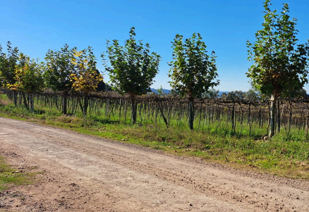 TERRENO RURAL DE 25.905,50m² DENTRO DE ÁREA MAIOR EM BENTO GONÇALVES/RS, localizado em Bento Gonçalves - RS