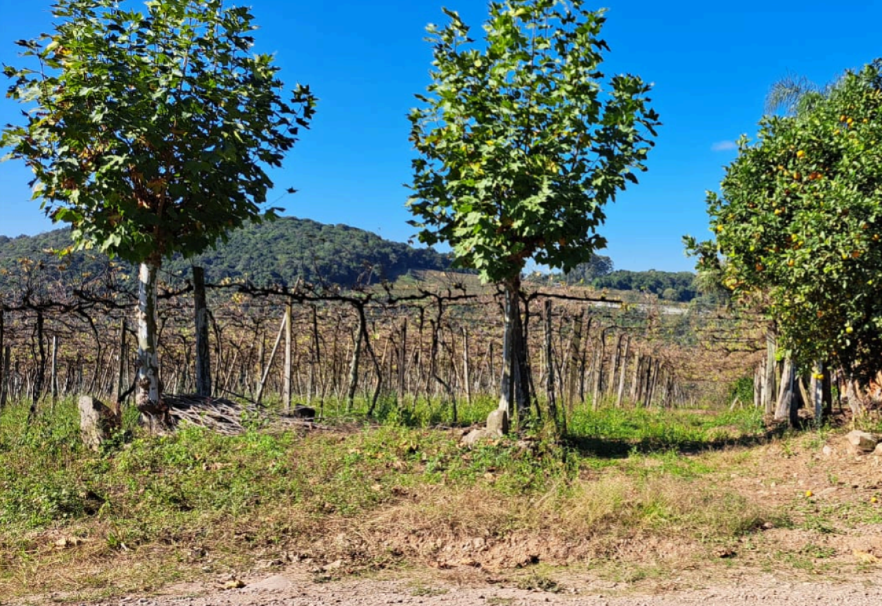 Imagem do imóvel TERRENO RURAL DE 25.905,50m² DENTRO DE ÁREA MAIOR EM BENTO GONÇALVES/RS