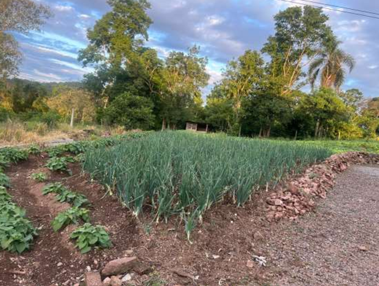 ÁREA DE TERRA RURAL COM 37.125,00M², localizado em Encantado - RS