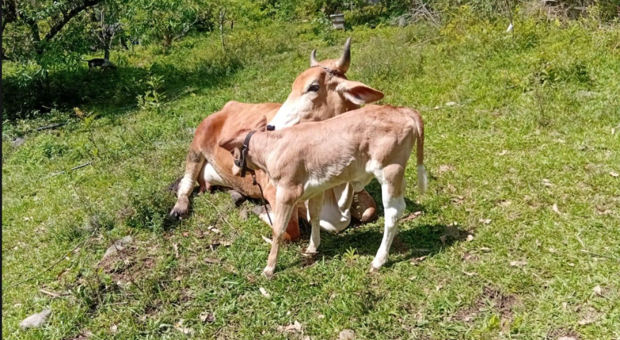 MATRIZ GIR LEITEIRO + NOVILHA GIR LEITEIRO × BRAFORD - VACAS